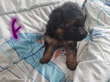 Chiots Berger Allemand à Poil Long à vendre (1 femelle & 3 mâles)