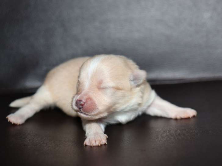 À réserver, 2 mâles crème et 2 mâles fauve charbonné Spitz Nain, nés en février 2026