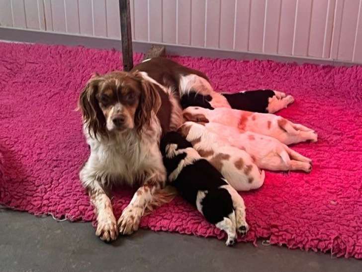 À réserver, 3 mâles et 1 femelle Épagneul Breton LOF, nés en février 2026