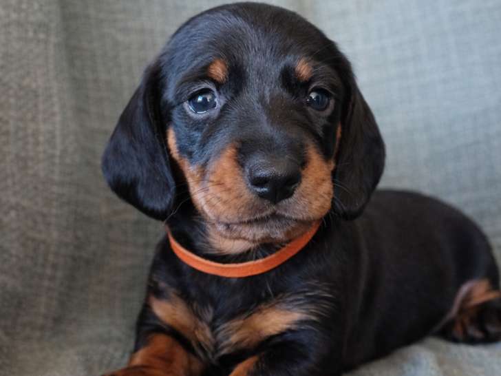 Chiots Teckel Nain mâles disponibles