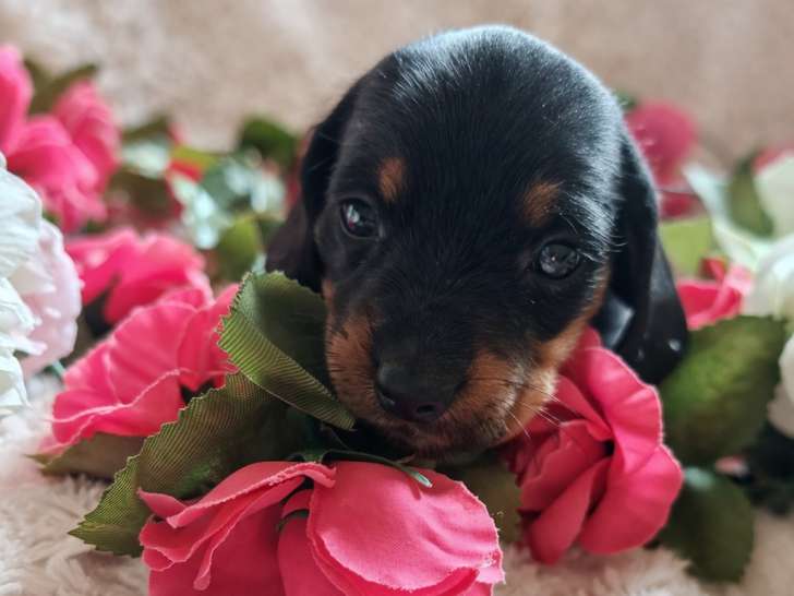 Chiots Teckel Nain mâles disponibles