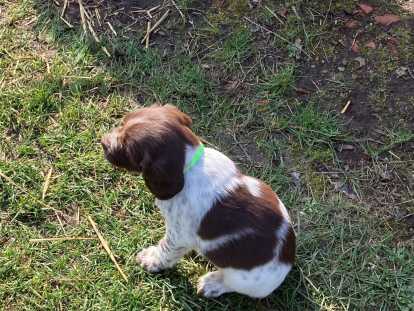 Chiots Springer Anglais à vendre