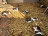 Chiots Springer Anglais à vendre