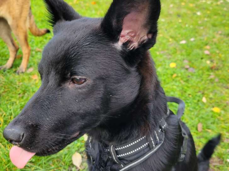 Chien croisé Malinois à donner