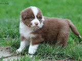 À réserver 4 Chiots Berger Australien rouge tricolore et noir tricolore LOF