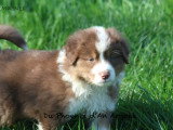À réserver 4 Chiots Berger Australien rouge tricolore et noir tricolore LOF