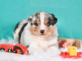 Réservation Chiot Mâle Berger Australien Bleu Merle LOF