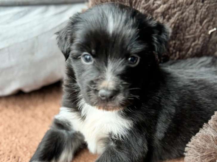 Portée 9 Chiots Berger Australien LOF Réservation