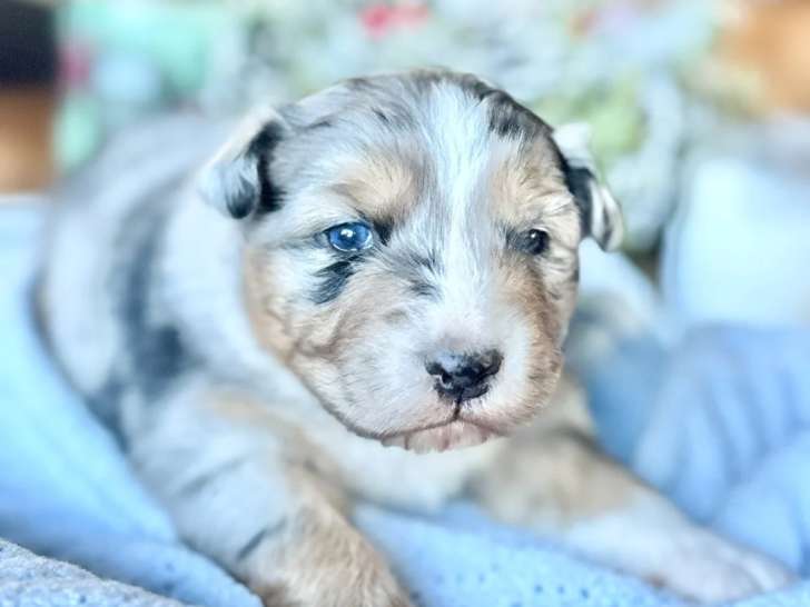 Chiots Berger Australien Mâles - Blue Bay Et Blue Moon De Chez Mage
