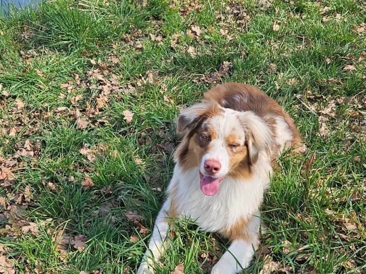 Chien Berger Australien mâle à vendre