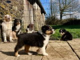 2 Chiots Berger Australien LOF Réservation