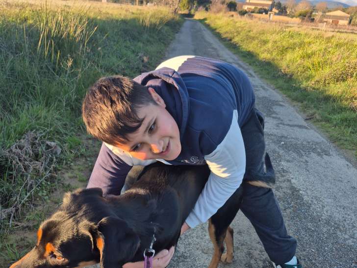 Chien adulte Labrador croisé Beauceron à donner