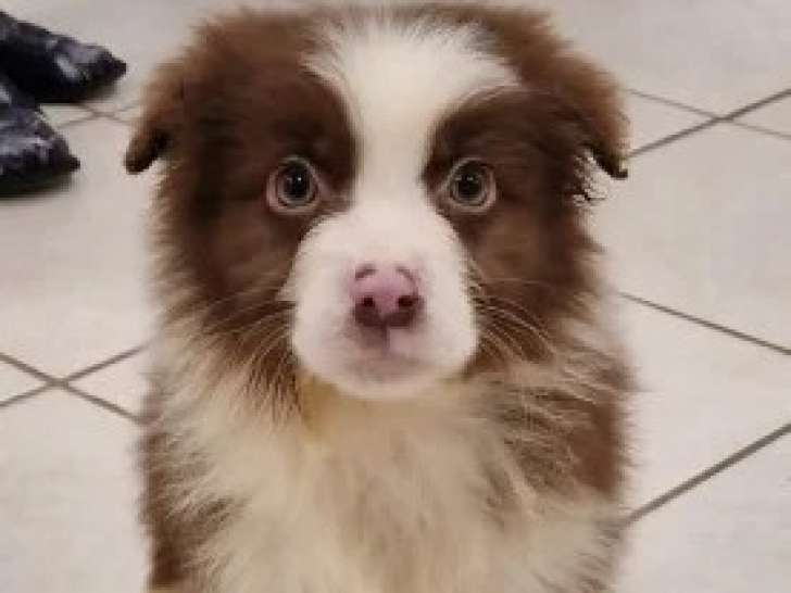 4 Chiots Berger Australien LOF Disponibles Réservation