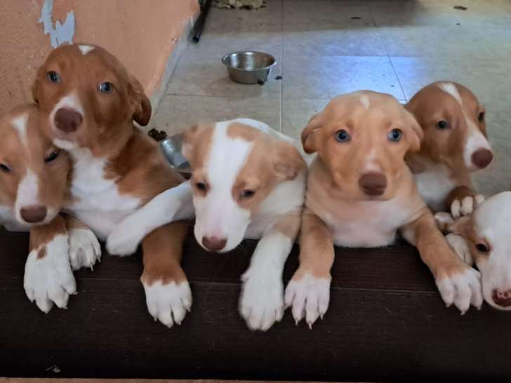 Adorables chiots Podenco à reserver en association