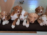 Adorables chiots Podenco à reserver en association