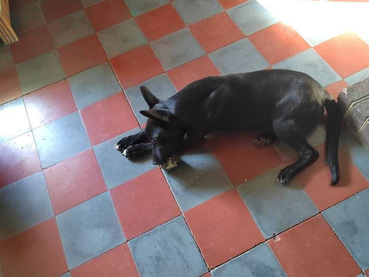 Pouchou, jeune Pinscher Allemand à adopter en association