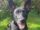 Pouchou, jeune Pinscher Allemand à adopter en association