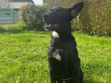 Pouchou, jeune Pinscher Allemand à adopter en association