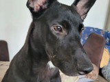 Pouchou, jeune Pinscher Allemand à adopter en association