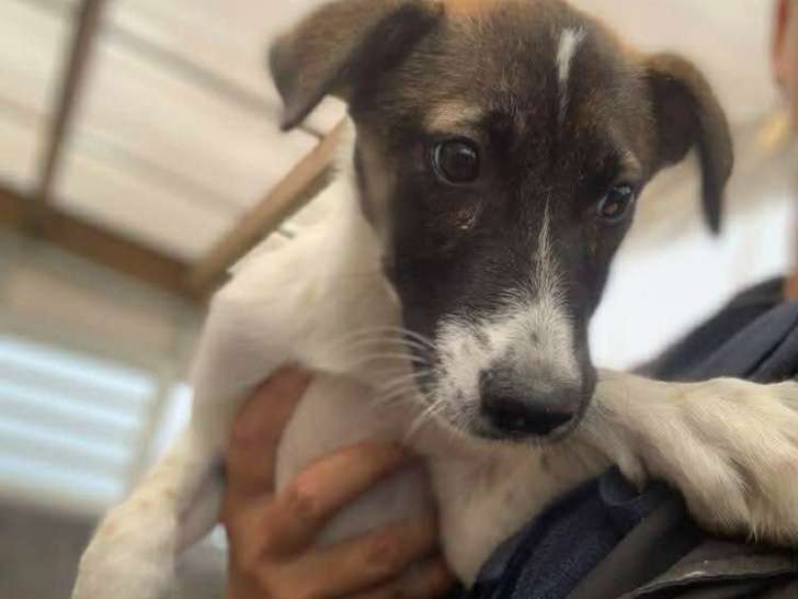 Livia, chienne Pinscher Allemand à adopter en association