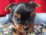 Chiot mâle Yorkshire Terrier à vendre