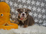 Beaux chiots Bouledogue Anglais à vendre