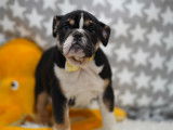 Beaux chiots Bouledogue Anglais à vendre