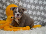 Beaux chiots Bouledogue Anglais à vendre
