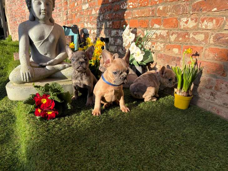 Chiots Bouledogue Français à vendre