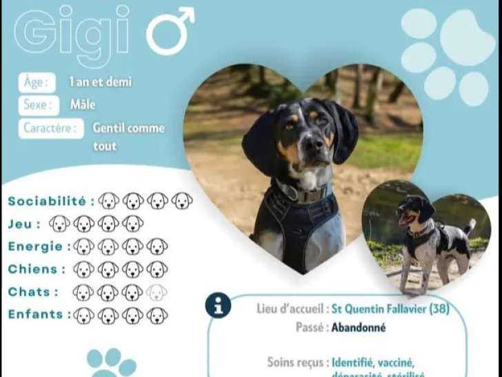 À adopter : chien noir et blanc d’un an