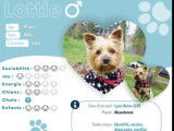 Disponible à l’adoption : chien Yorkshire Terrier beige de 10 ans