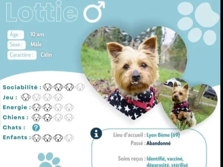 Disponible à l’adoption : chien Yorkshire Terrier beige de 10 ans