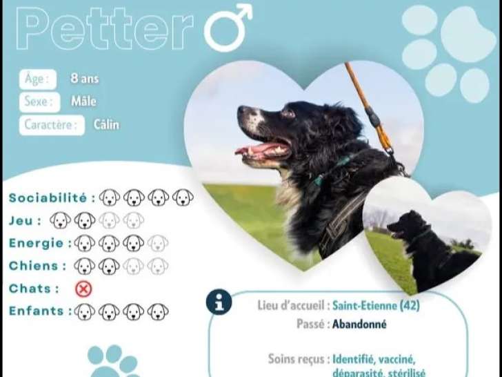 En attente d’un foyer : chien noir et beige de 7 ans