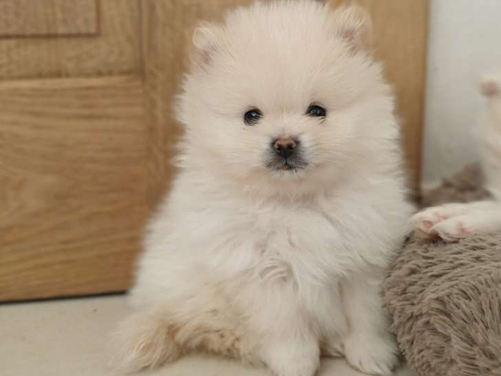 Chiots Loulou de Poméranie à vendre