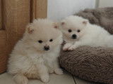 Chiots Loulou de Poméranie à vendre
