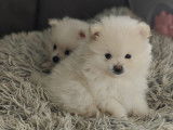 Chiots Loulou de Poméranie à vendre