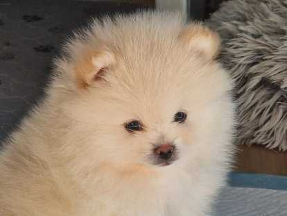 Chiots Loulou de Poméranie à vendre