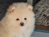 Chiots Loulou de Poméranie à vendre