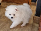 Chiots Loulou de Poméranie à vendre