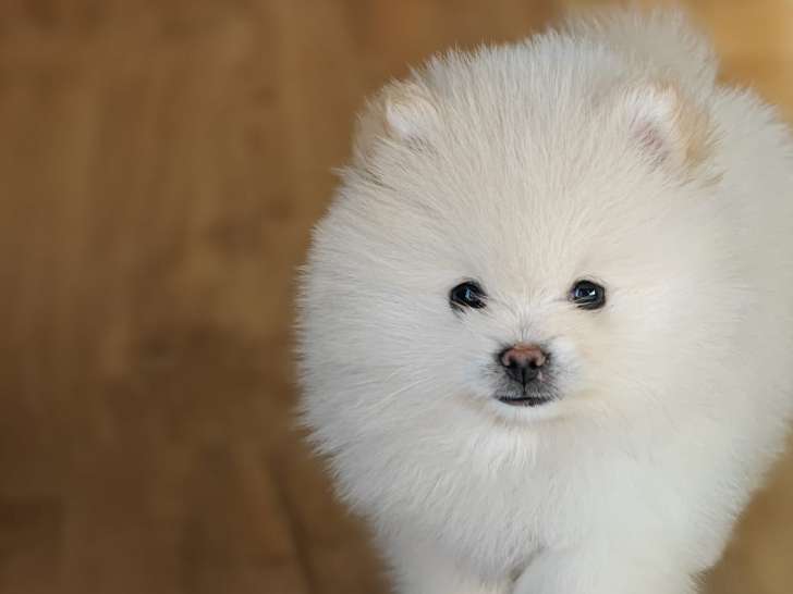 Chiots Loulou de Poméranie à vendre