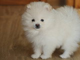 Chiots Loulou de Poméranie à vendre