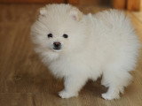 Chiots Loulou de Poméranie à vendre