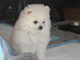 Chiots Loulou de Poméranie à vendre