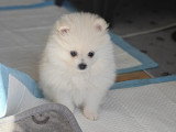 Chiots Loulou de Poméranie à vendre