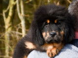 Superbe chiot femelle Dogue du Tibet LOF à vendre
