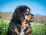 Superbe chiot femelle Dogue du Tibet LOF à vendre