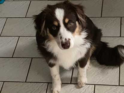 Mâle Berger Australien Miniature disponible pour saillie