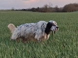 Ugo du Parc des Chaumes, mâle Setter Anglais disponible pour saillie