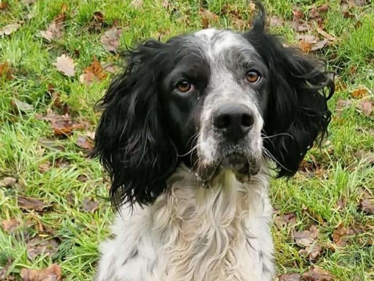 Yugo, adorable Setter de 2 ans à adopter en association