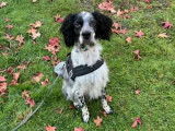 Yugo, adorable Setter de 2 ans à adopter en association